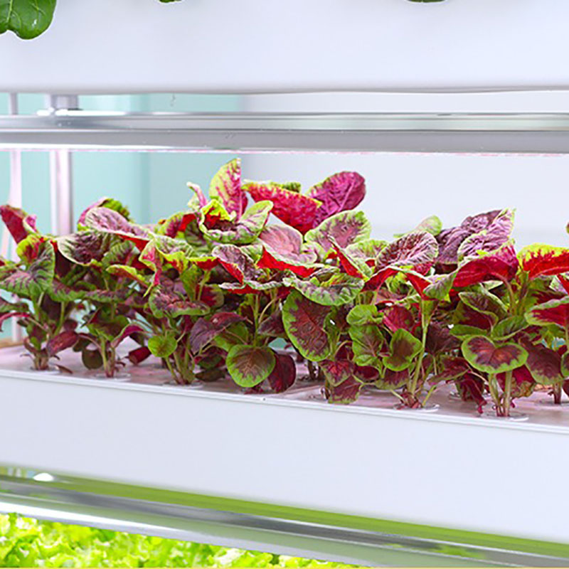 System uprawy hydroponiki Pion – Smart Garden Box recenzja i cena